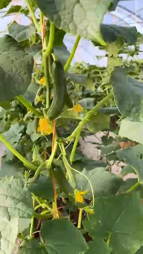 Eng. Doaa Ahmed – Cucumber (Al-Mafraq)